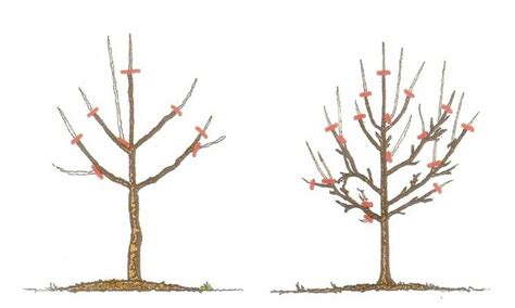 Diese bäume sind allerdings recht teuer, es sei denn, man kauft sie im discounter. Obstbaum schneiden - Lemurien-Lehrgarten | Obstbäume ...