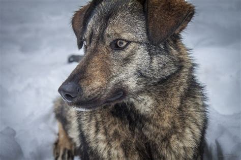 There are around 900 stray dogs, mostly descended from those left behind when people evacuated the area. Source: http://chernobylplace.com/chernobyl-dogs/ | Dogs ...