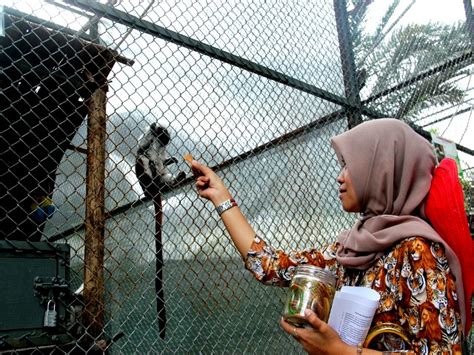 Aku memotret gerabah yang sedang makan daun di cabang pohon. Melza Berikan Makan Monyet Common Marsoset di Kebun ...