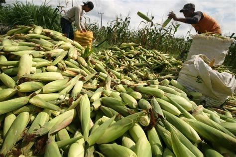 Halaman ini bisa berkontraksi antara sesama petani kopi indonesia seperti perawatan tanaman. Keluh Kesah Petani Jagung di Pesisir Selatan - Mediatani