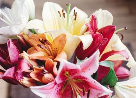 Maybe you would like to learn more about one of these? Are Lilies Poisonous to Dogs? | Lily plants, Peace lily ...