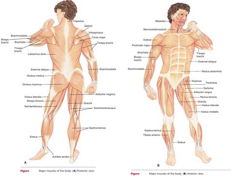 This is a table of skeletal muscles of the human anatomy. Major Muscles of the Body