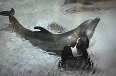 dolphin dolphins scientist experiment experiments delfino howe margaret lovatt