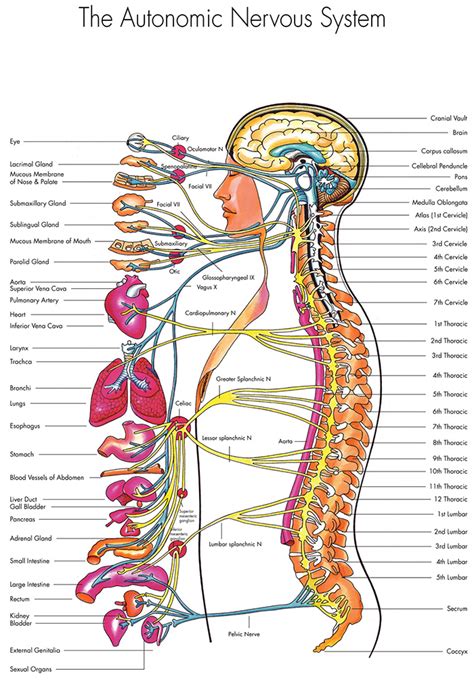 Two types of cells constitute the nervous system— neurons and neuroglia. ANS Monitor Technology | DyAnsys