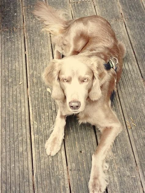 There is a long, silky haired variety with an undocked tail which is recognized by some standards, but not in north america. Gorgeous longhaired Weim. Weimaraner Dog Dogs Puppies ...