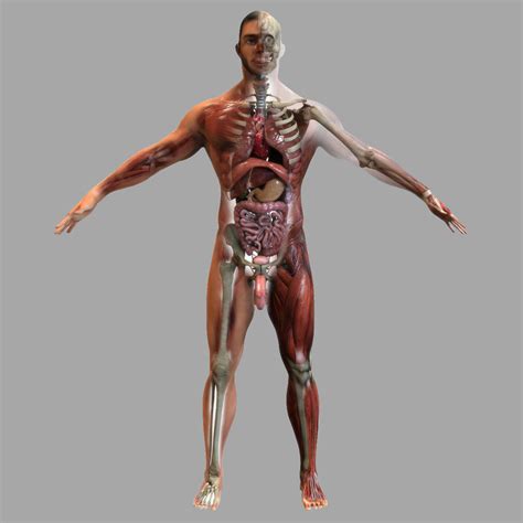 Their partner website has animated text narrations and quizzes to help you study the structures and functions of the anatomical systems. male anatomy 3d model