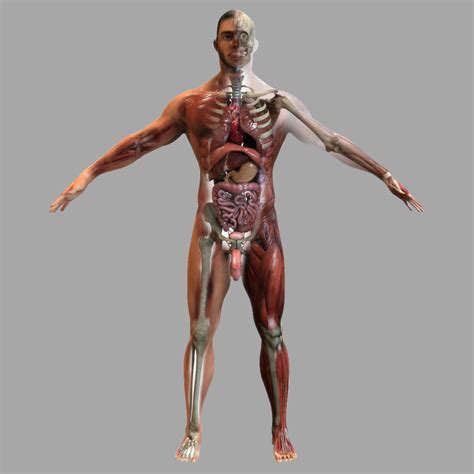 Our anatomical male muscle model can be separated into 27 parts for easier demonstration; male anatomy 3d model