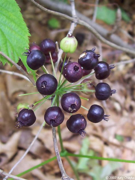 Edible wild berries and other types of fruit can be some of the more rewarding things to find when you're out in the wilderness. Aralia nudicaulis (Wild Sarsaparilla): Minnesota Wildflowers