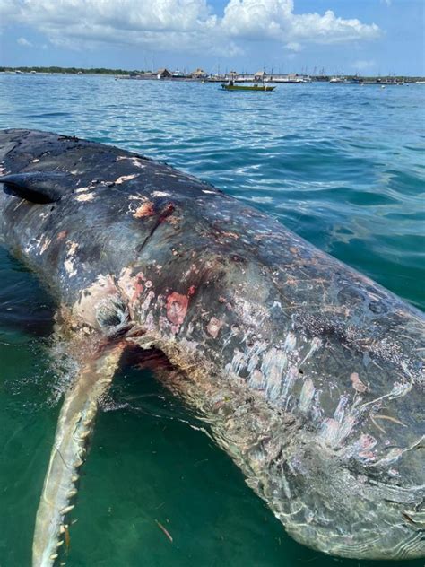 Paus sperma atau physeter macrocephalus merupakan salah satu jenis paus terbesar di dunia. Dua Paus Sperma Mati Terdampar di Pesisir Bali Selatan ...