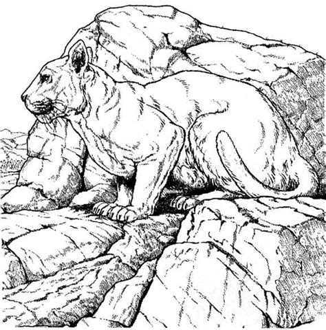 Mountain lion coloring page lion picture to color lion picture to. Free Printable Cougar Coloring Pages - Jesyscioblin