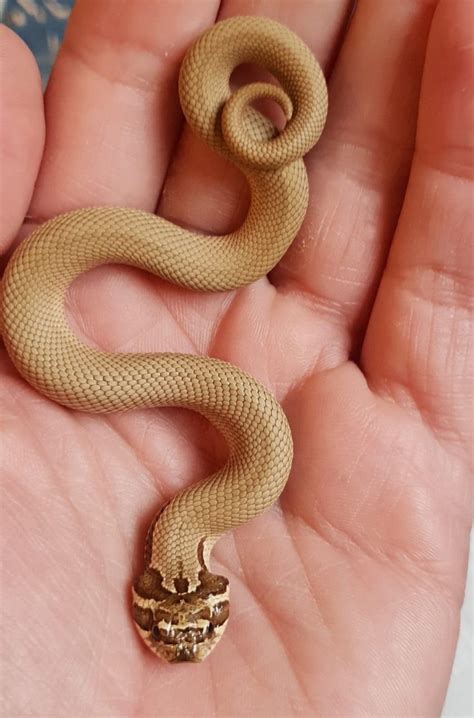 No subspecies are currently recognized. Baby hognose snakes | Mexborough, South Yorkshire | Pets4Homes
