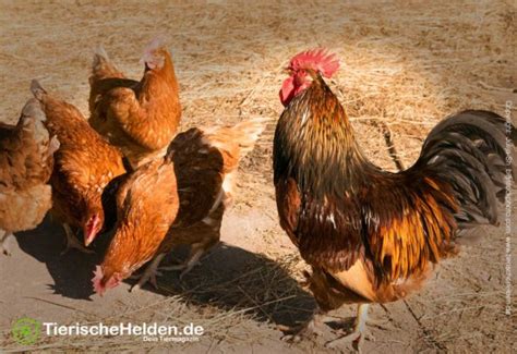 In der nachrichtensendung „rtl aktuell haben peter kloeppel und ulrike von der groeben am donnerstag gemeinsam mit den zuschauern sekunden des gedenkens. Wie alt wird ein Huhn? » Tierischehelden