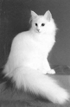 (like a siamese with long hair). 103 Best Long Tail Cat images | Cute animals, Beautiful ...