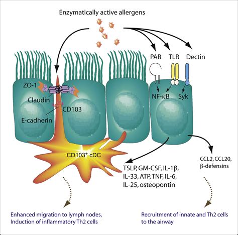 Biology of Lung Dendritic Cells at the Origin of Asthma ...