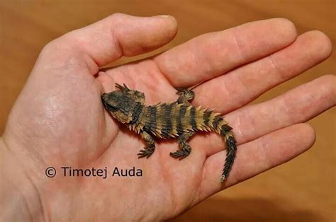 How well does an armadillo lizard do with handling? Armadillo Girdled Lizard (O.Cataphractus) baby | Lizard ...
