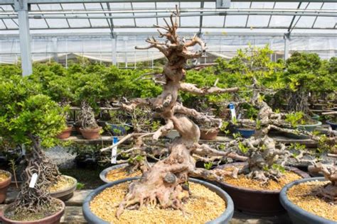 Bonsai is a japanese version of the original traditional chinese art penjing or penzai. Rakujyuen satsuki bonsai garden - Bonsai Tonight
