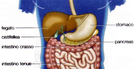 AmicoMario: IL FEGATO, UN ORGANO CHE SI RIGENERA SEMPRE ...