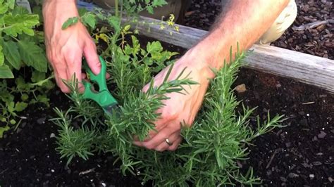 Be careful not to overcrowd it and leave about an inch of space between each other, or else they will stick to each other once. Harvesting Rosemary with Kip, Scotts Associate - YouTube