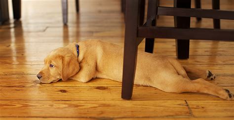 Dog nail scratches on engineered hardwood floors. How to Prevent Scratches on Hardwood Floors the Best Way ...