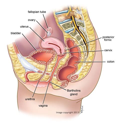 The human female reproductive system contains two main parts: Diagram Internal Organ Female Anatomy : á ˆ Map Of Organs ...