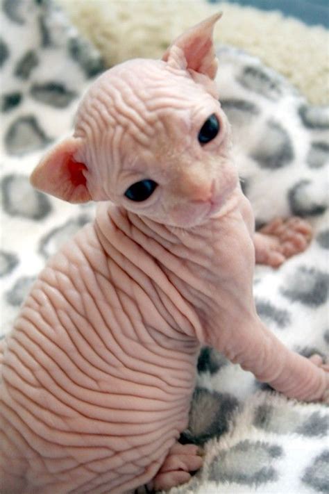 Find local classified ads for cats and kittens in the uk and ireland. Baby Hairless Cat For Sale Near Me