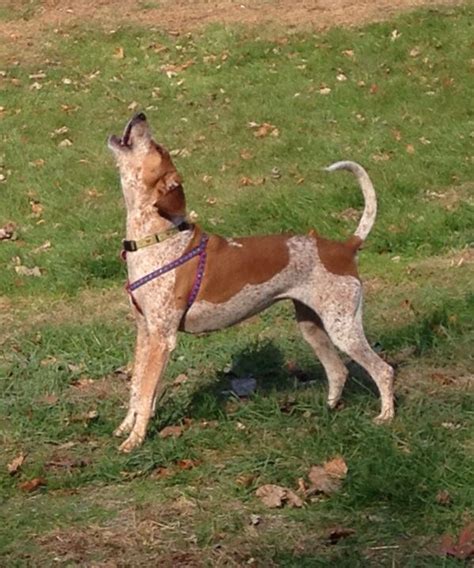 These pups are 14 weeks old. My sweet Redtick Tally | Hound dog, English coonhound, Red ...