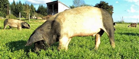 Gbwag bayerische wohnungs ag ortsbestimmung. Urlaub am Bio Bauernhof Scherm Biohof Kirchberg im ...