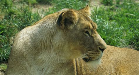 Супертяжёлый танк panzerkampfwagen vii lowe (лев). Frau Löwe Foto & Bild | zoo, löwe, motive Bilder auf ...