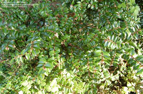 Evergreen huckleberry is a plant of red dead redemption 2. PlantFiles Pictures: California Huckleberry, Evergreen ...