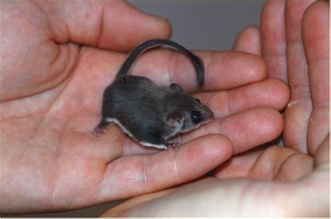 Mom and baby monito del monte @ colocolo @ colocolo opossum. index zoogdieren