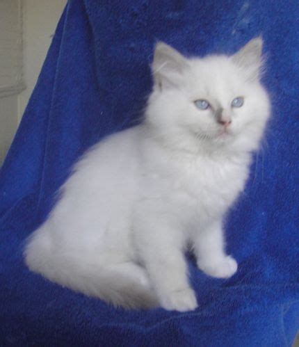 Siamese cats & siamese cat breeders. Ragmeister Ragdolls -- kittens for sale San Diego | - Part 3