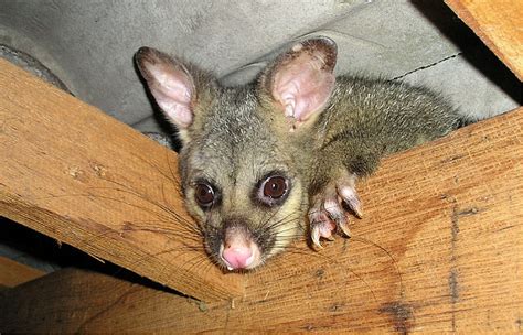 We also cover golden bay, herron, karnup, lake clifton, nambeelup, north yunderup, ravenswood, singleton, south yunderup. Possum Removal Elsternwick | Pest Control Service - Pest ...