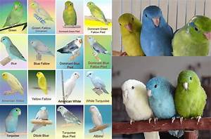 Parrotlet Health Diet Personality Mutation And Care