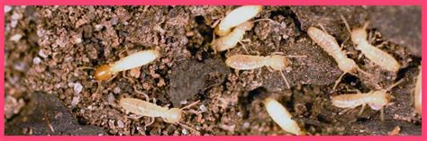 Termite control that requires fumigation with tenting costs $1,280+. Dallas Termite Control - Termite Survey