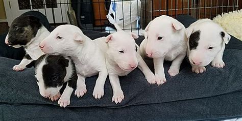 You will find miniature bull terrier dogs for adoption and puppies for sale under the listings here. Miniature Bull Terriers, miniature bull terrier puppies ...