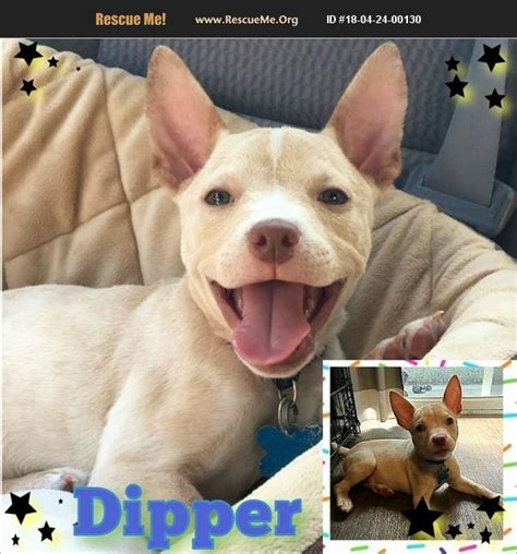 As an all volunteer rescue organization, we are always in need of dependable, compassionate and committed volunteers. ADOPT 18042400130 ~ French Bulldog Rescue ~ Houston, TX