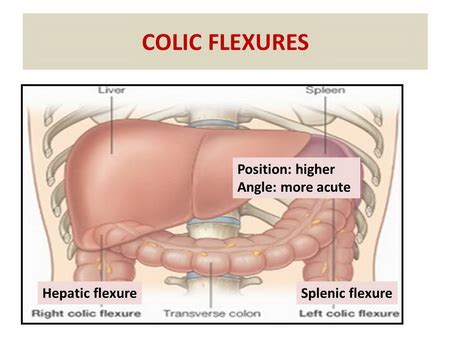 The ribs are on either side of the spine (in the back), between the intestines in the. Is the large intestine on the right side directly ...