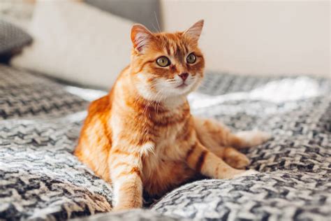 These cat names are perfect for your new bundle of fur. 175+ Most Popular Orange Cat Names for Ginger Cats - We're ...