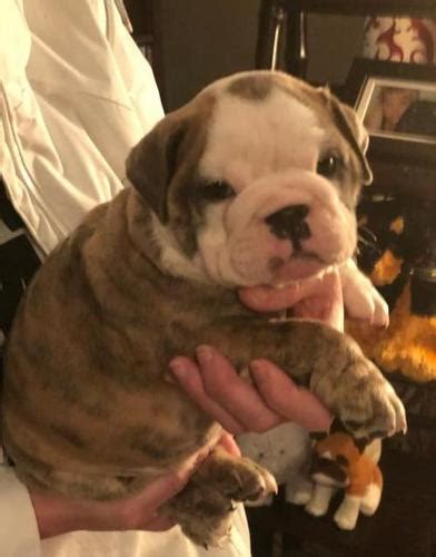She's a loving dog good with kids but c. English Bulldog Puppy for Sale - Adoption, Rescue for Sale ...