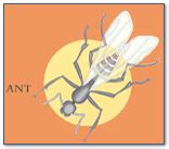 D & d pest control co. Termite Control Greenville, NC | Quality Termite and Pest ...