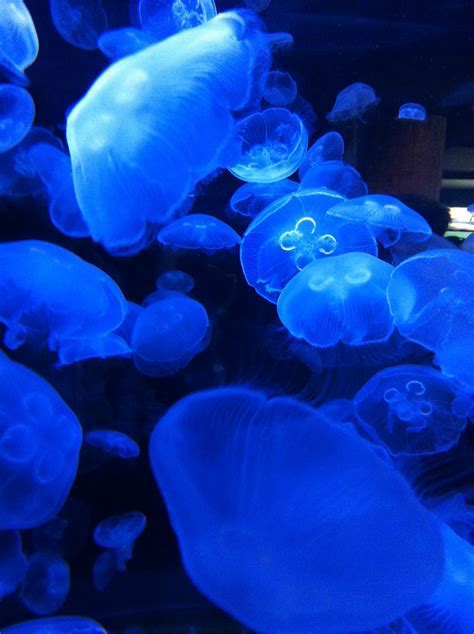 Nice aquariums with jelly fishes. Jelly fish | Fish pet, Fish, Vancouver aquarium