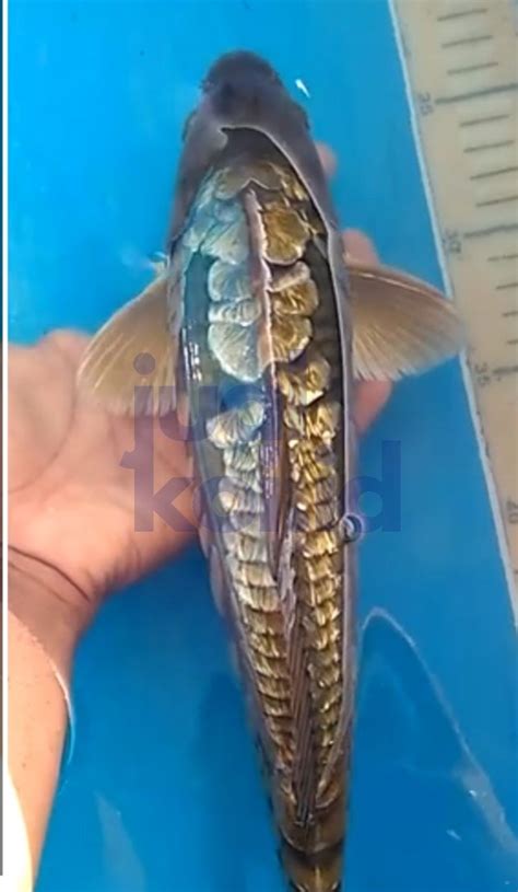 Maybe you would like to learn more about one of these? jual ikan koi111 - Jual Ikan Koi Kualitas Juara. Harga ...