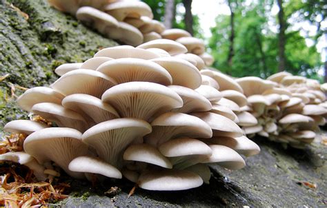 How to store oyster mushrooms. How to Identify Edible Mushrooms on Your Yard: | HubPages