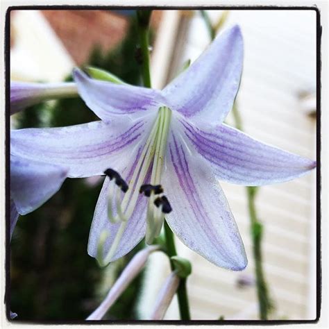 There is a wide variety of plants that make good companions for hostas. My Hosta is in bloom! Love the tranquil color. | Hostas ...