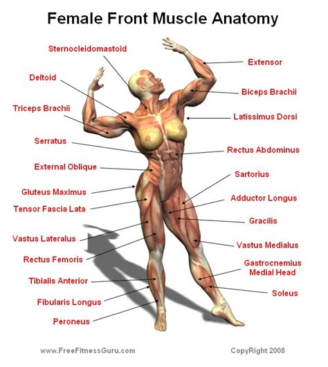 Flexibility tips muscle diagram hamstring muscles body chart latissimus dorsi tight hamstrings. FreeFitnessGuru - Frontal Female Physique