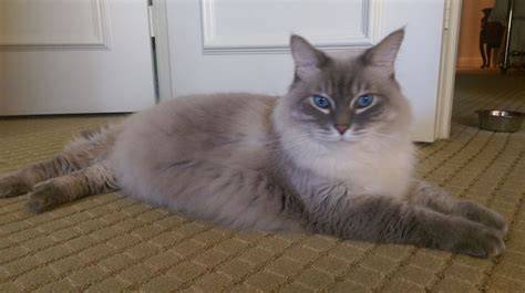 Adopt a rescue cat through petcurious. Handsome Ragdoll Mix Looking For Love in Fort Lauderdale ...