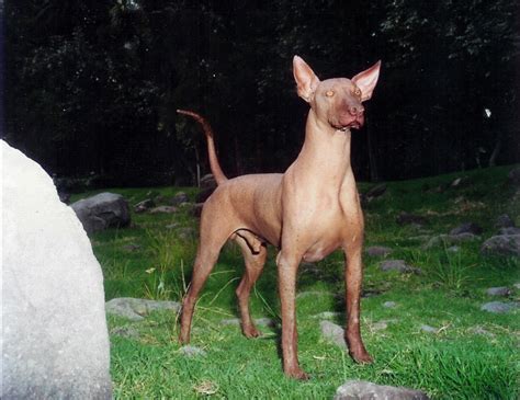 Aren't the new xolo familiars absolutely adorable? The Legend Behind the Badge: Xolos de Tijuana - Alfalfa Studio