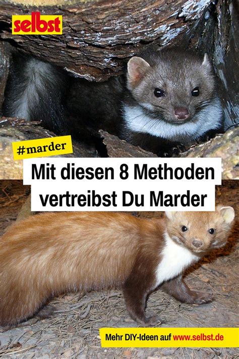 Die richtige frage für menschen, die mit den in ihrer umwelt existierenden lebewesen ohne besondere anstrengungen auskommen möchten, lautet nicht. Marder vertreiben | Marder, Marder vertreiben, Vertreiben