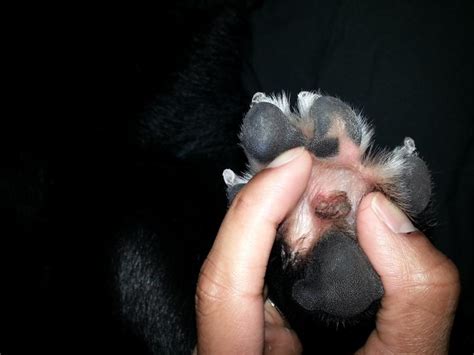 Let's talk about paw pads! My dog has a weird black leathery growth on middle of paw ...