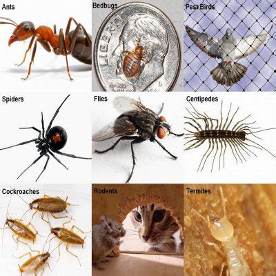 A locally owned and family operated pest control company in killeen, texas. ProActive Pest Control